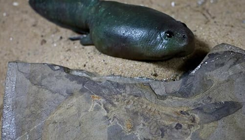 Discovery of Oldest Tadpole Fossil Sheds Light on Frog Evolution (1)