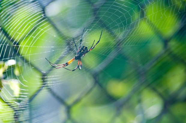 Sticky fibers inspired by Spider-Man research