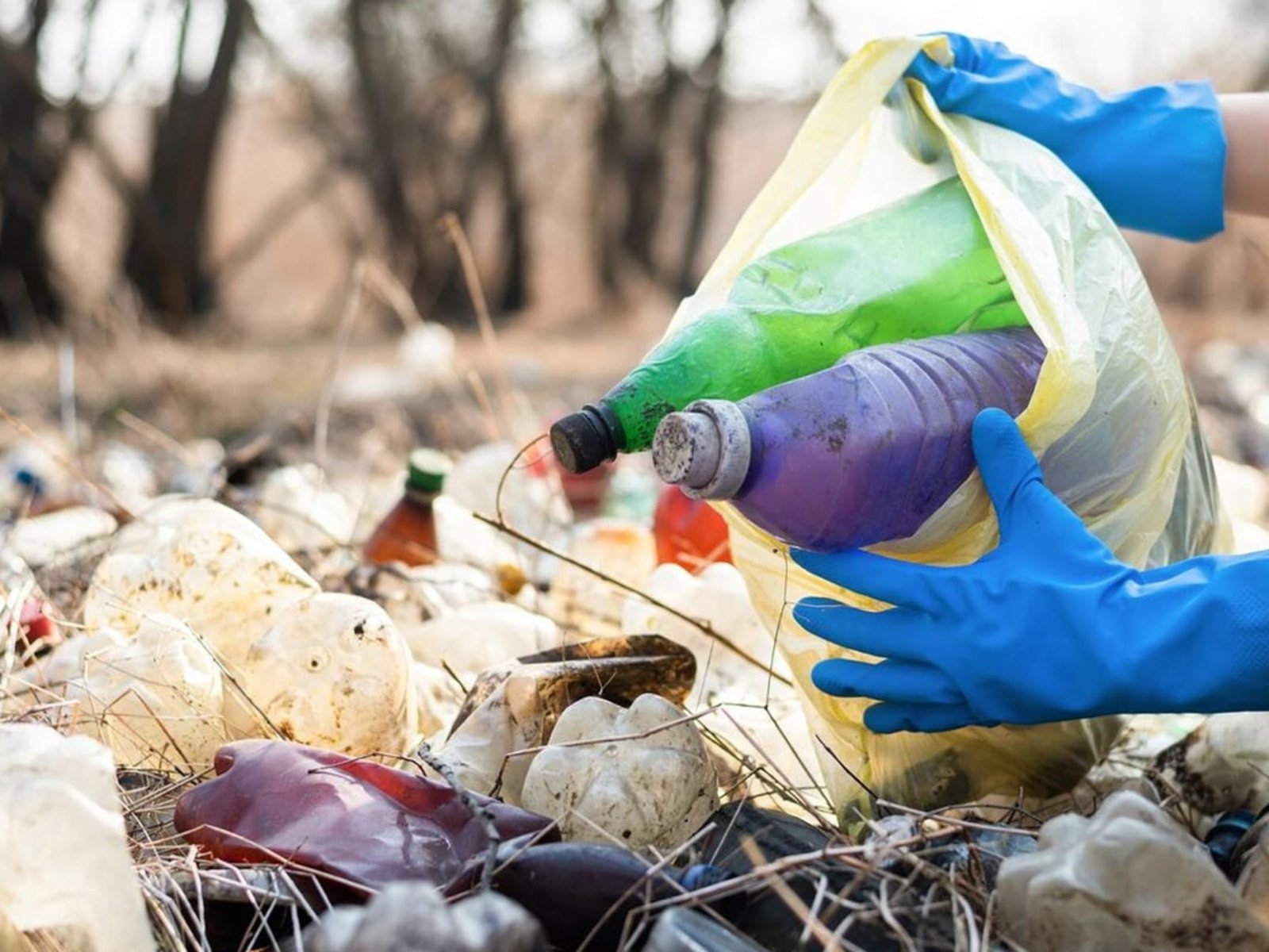 PFAS and Microplastics Toxicity Study Results